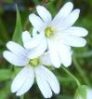 photo of flowers