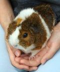 photo of guinea pig