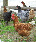 photo of chickens