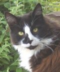 photo of Mr Paws