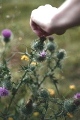 photo of thistledown