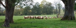 A group of sheep standing between two trees looking towards you.