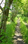 A narrow track between trees with a dog far in the distance.